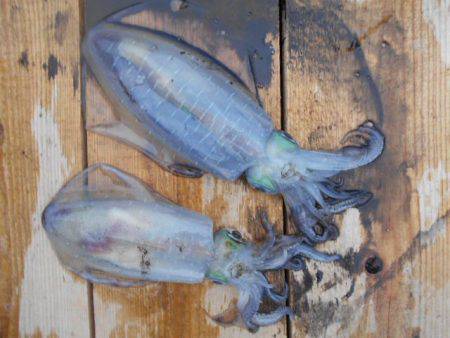 こかわ渡船　雅丸 釣果