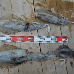 こかわ渡船 雅丸 釣果