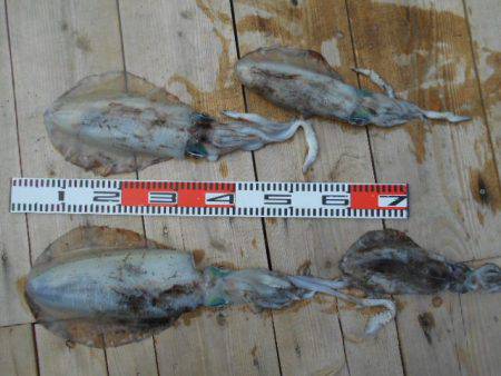 こかわ渡船　雅丸 釣果