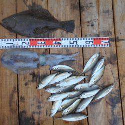 こかわ渡船 雅丸 釣果