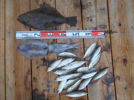 こかわ渡船 雅丸 釣果