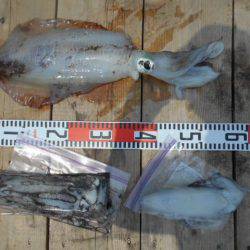 こかわ渡船　雅丸 釣果