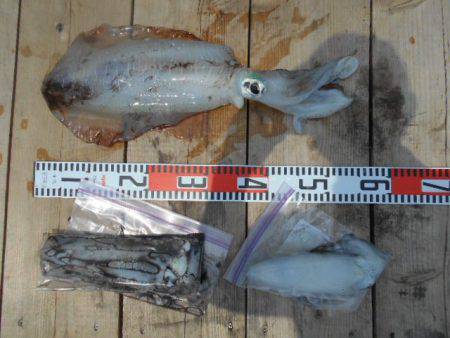 こかわ渡船　雅丸 釣果