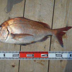 こかわ渡船　雅丸 釣果