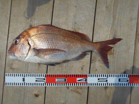 こかわ渡船　雅丸 釣果