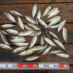 こかわ渡船　雅丸 釣果