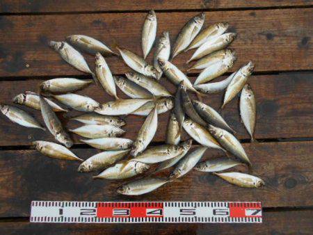 こかわ渡船　雅丸 釣果