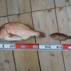 こかわ渡船　雅丸 釣果