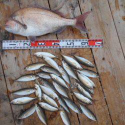 こかわ渡船　雅丸 釣果