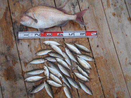 こかわ渡船　雅丸 釣果