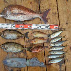 こかわ渡船　雅丸 釣果