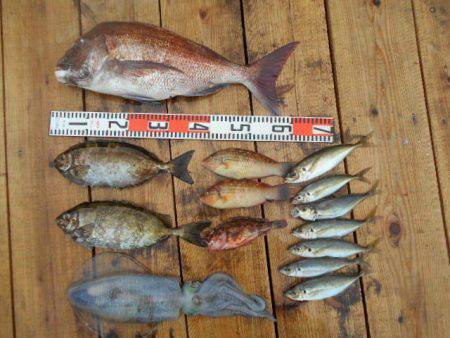 こかわ渡船　雅丸 釣果