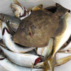 こかわ渡船　雅丸 釣果