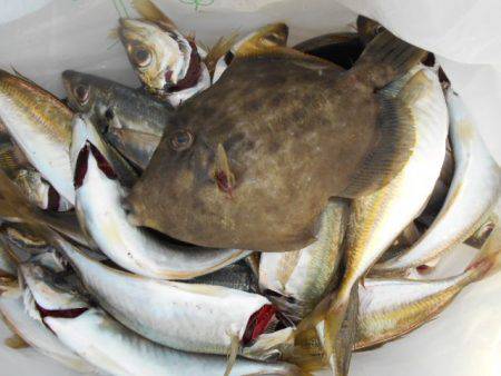 こかわ渡船　雅丸 釣果