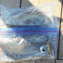 こかわ渡船　雅丸 釣果