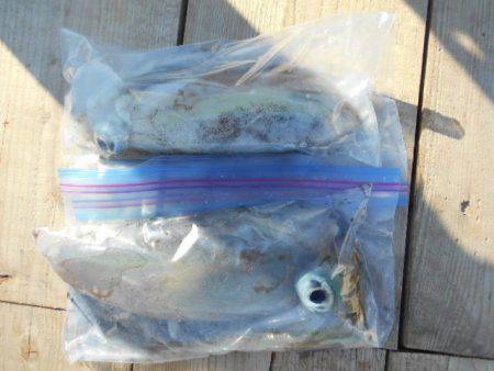 こかわ渡船　雅丸 釣果