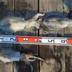 こかわ渡船　雅丸 釣果