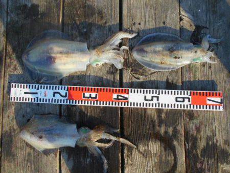 こかわ渡船　雅丸 釣果