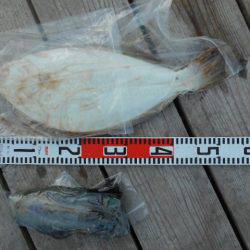 こかわ渡船　雅丸 釣果