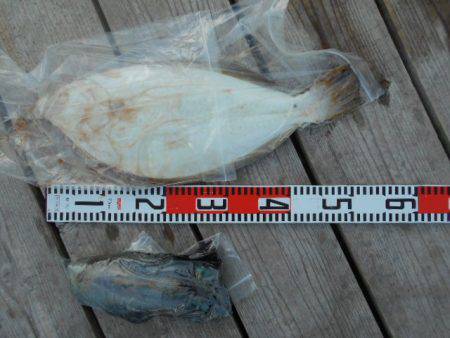 こかわ渡船　雅丸 釣果