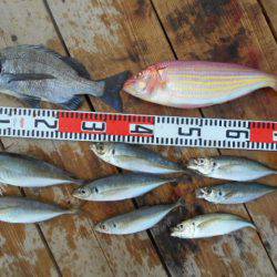 こかわ渡船　雅丸 釣果