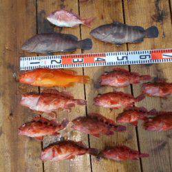 こかわ渡船　雅丸 釣果