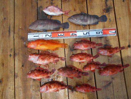 こかわ渡船　雅丸 釣果