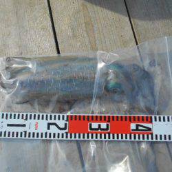 こかわ渡船 雅丸 釣果