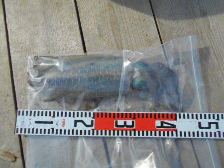 こかわ渡船　雅丸 釣果