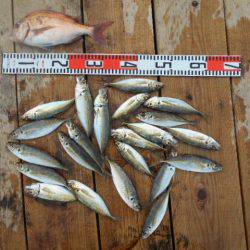 こかわ渡船　雅丸 釣果