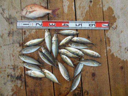 こかわ渡船　雅丸 釣果