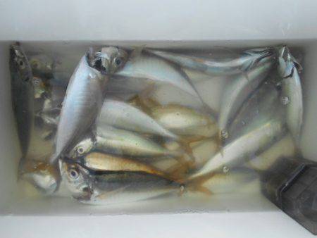 こかわ渡船　雅丸 釣果