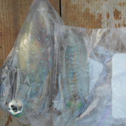 こかわ渡船　雅丸 釣果