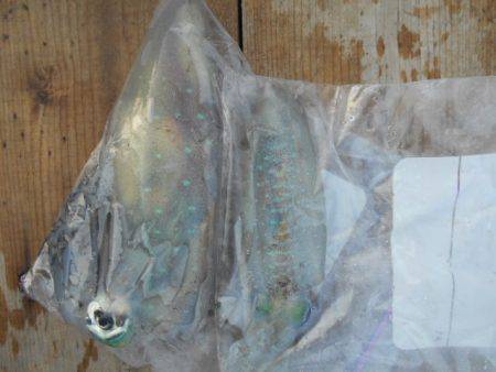 こかわ渡船　雅丸 釣果