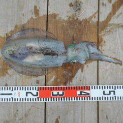 こかわ渡船　雅丸 釣果