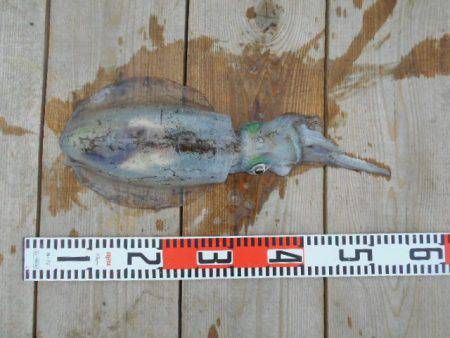 こかわ渡船　雅丸 釣果