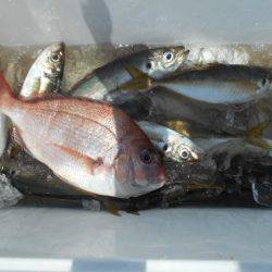 こかわ渡船　雅丸 釣果