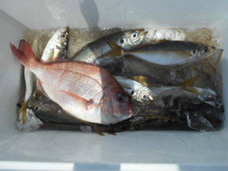 こかわ渡船　雅丸 釣果