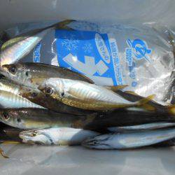 こかわ渡船　雅丸 釣果