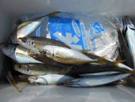 こかわ渡船　雅丸 釣果