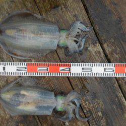 こかわ渡船　雅丸 釣果