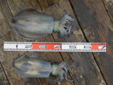 こかわ渡船　雅丸 釣果