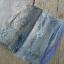 こかわ渡船　雅丸 釣果