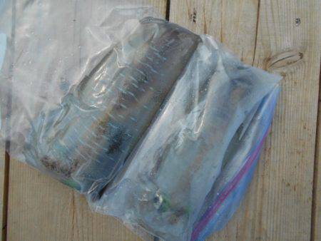 こかわ渡船　雅丸 釣果