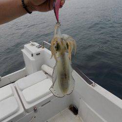 フィッシングボート空風(そらかぜ) 釣果