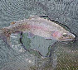 会津大川（会津非出資漁業協同組合） 釣果