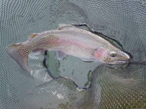 会津大川（会津非出資漁業協同組合） 釣果