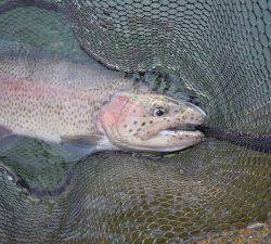 会津大川（会津非出資漁業協同組合） 釣果