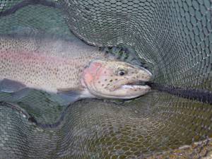 会津大川（会津非出資漁業協同組合） 釣果