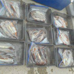 大進丸（愛知） 釣果